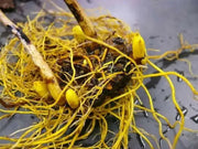 Goldenseal Herb Seeds - Caribbean garden seed