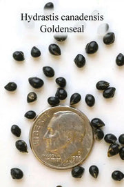 Goldenseal Herb Seeds - Caribbean garden seed