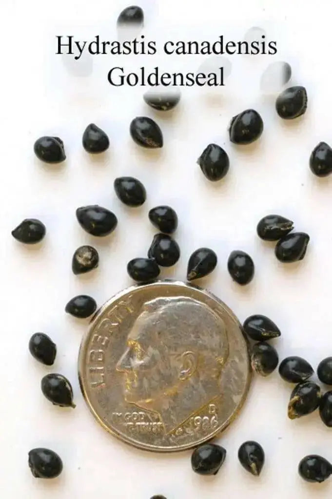 Goldenseal Herb Seeds - Caribbean garden seed