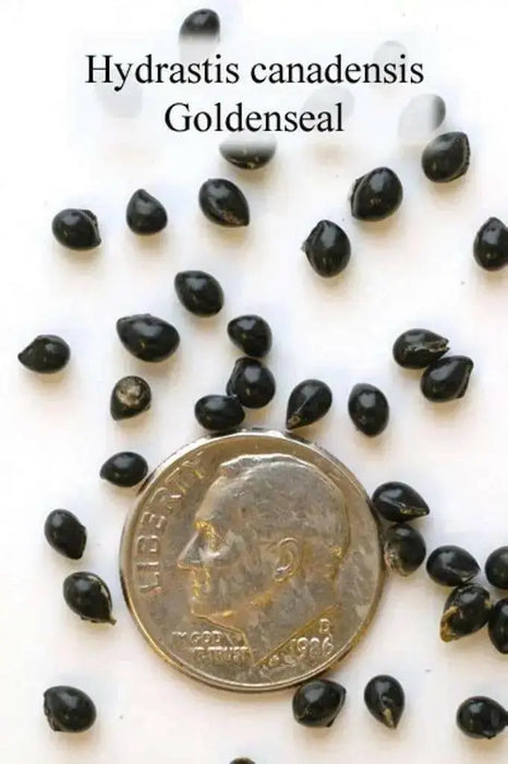 Goldenseal Herb Seeds - Caribbean garden seed