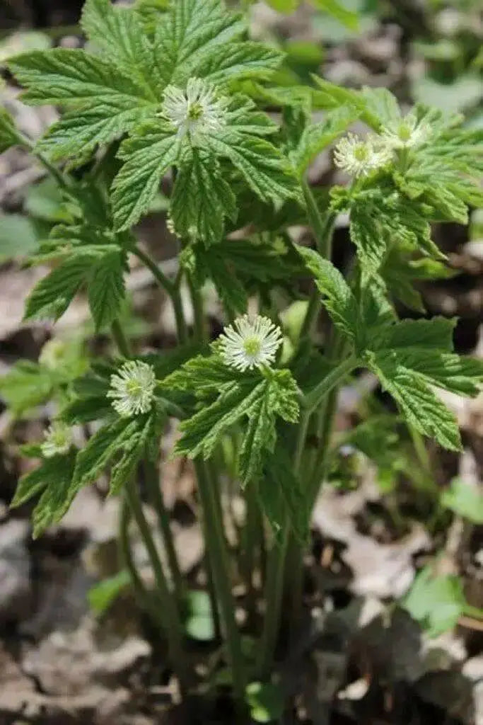 Goldenseal Herb Seeds - Caribbean garden seed