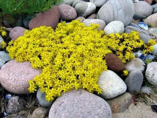 Goldmoss Stonecrop, Goldmoss Sedum, or Golden Carpet Stonecrop.Flower Seeds,Sedum - Caribbean garden seed