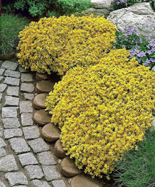Goldmoss Stonecrop, Goldmoss Sedum, or Golden Carpet Stonecrop.Flower Seeds,Sedum - Caribbean garden seed