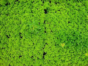 Goldmoss Stonecrop, Goldmoss Sedum, or Golden Carpet Stonecrop.Flower Seeds,Sedum - Caribbean garden seed
