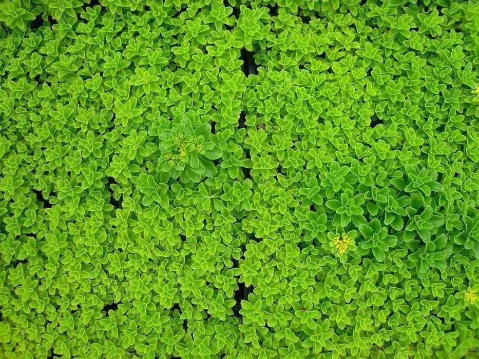 Goldmoss Stonecrop, Goldmoss Sedum, or Golden Carpet Stonecrop.Flower Seeds,Sedum - Caribbean garden seed