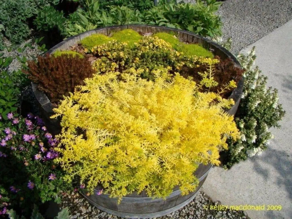 Goldmoss Stonecrop, Goldmoss Sedum, or Golden Carpet Stonecrop.Flower Seeds,Sedum - Caribbean garden seed