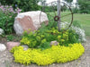Goldmoss Stonecrop, Goldmoss Sedum, or Golden Carpet Stonecrop.Flower Seeds,Sedum - Caribbean garden seed