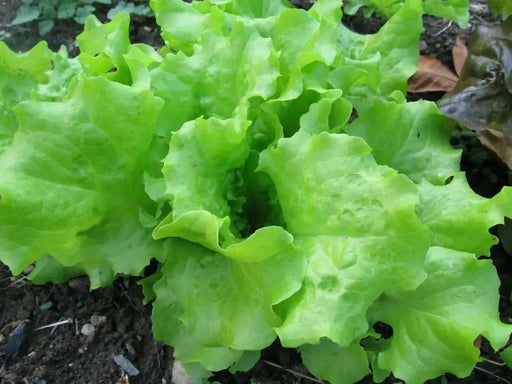 Grand Rapids, LEAF Lettuce ,VEGETABLES SEEDS - Caribbean garden seed