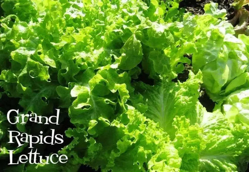 Grand Rapids, LEAF Lettuce ,VEGETABLES SEEDS - Caribbean garden seed