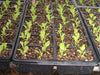 Grand Rapids, LEAF Lettuce ,VEGETABLES SEEDS - Caribbean garden seed