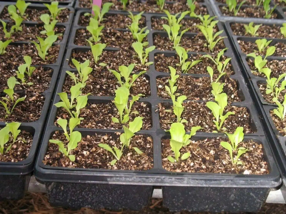 Grand Rapids, LEAF Lettuce ,VEGETABLES SEEDS - Caribbean garden seed
