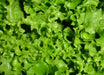 Grand Rapids, LEAF Lettuce ,VEGETABLES SEEDS - Caribbean garden seed