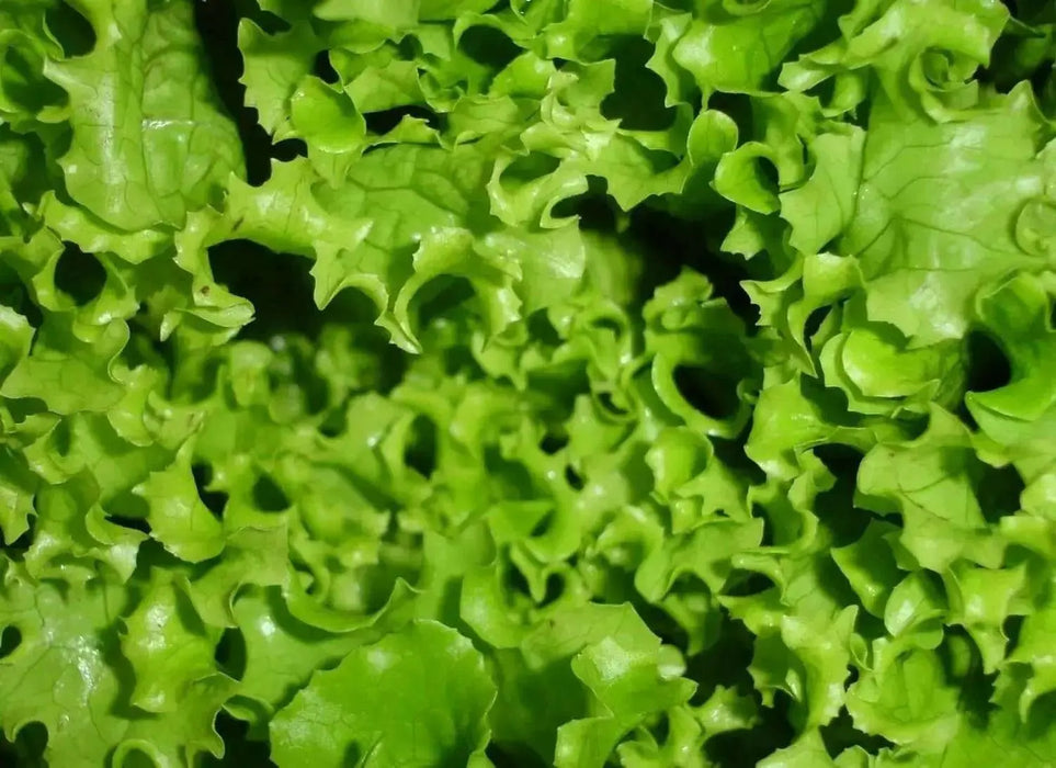 Grand Rapids, LEAF Lettuce ,VEGETABLES SEEDS - Caribbean garden seed