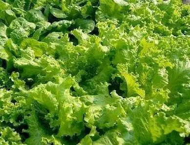 Grand Rapids, LEAF Lettuce ,VEGETABLES SEEDS - Caribbean garden seed