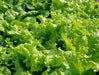 Grand Rapids, LEAF Lettuce ,VEGETABLES SEEDS - Caribbean garden seed