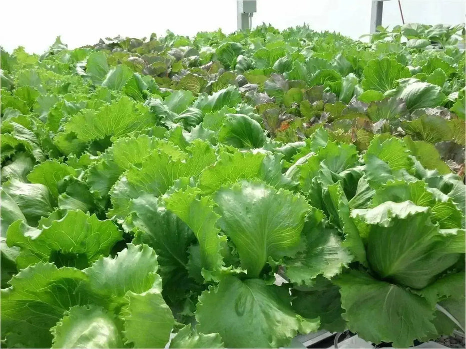 Great Lakes 118, Lettuce Seeds - ANNUAL VEGETABLE - Caribbean garden seed