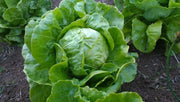 Great Lakes 118, Lettuce Seeds - ANNUAL VEGETABLE - Caribbean garden seed