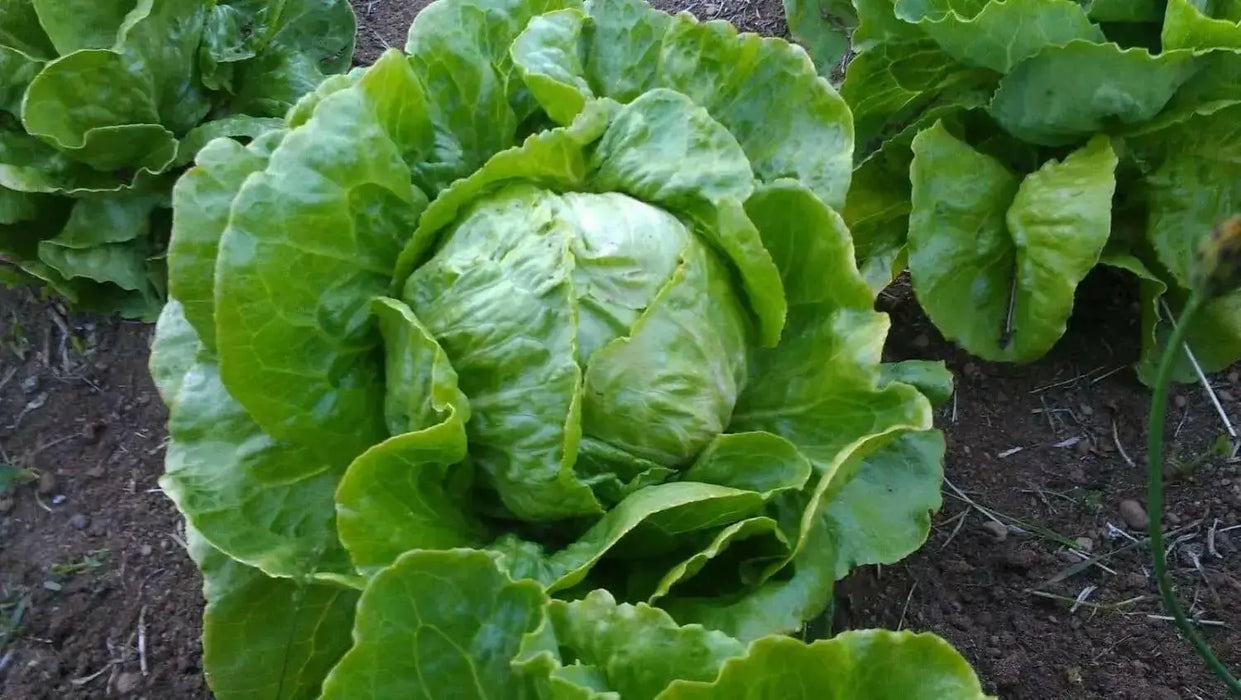 Great Lakes 118, Lettuce Seeds - ANNUAL VEGETABLE - Caribbean garden seed