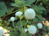 Gomphrena Seeds -White, ANNUAL FLOWERS - Caribbean garden seed