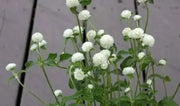 Gomphrena Seeds -White, ANNUAL FLOWERS - Caribbean garden seed