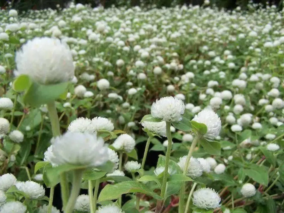 Gomphrena Seeds -White, ANNUAL FLOWERS - Caribbean garden seed