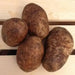 GOLDRUSH Russet Potato SEED ,versatile and flavorful - Caribbean garden seed