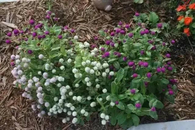 Gomphrena Seeds -White, ANNUAL FLOWERS - Caribbean garden seed