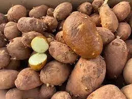 GOLDRUSH Russet Potato SEED ,versatile and flavorful - Caribbean garden seed