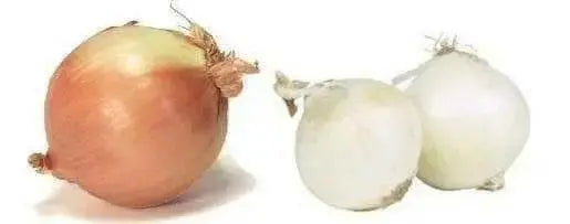 Granulated Onion, excellent in rubs - Caribbean garden seed