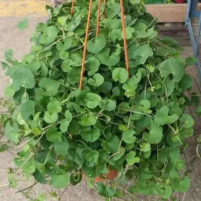 Gotu Kola, Indian Pennywort Seeds, ASIAN  Herb - Caribbean garden seed