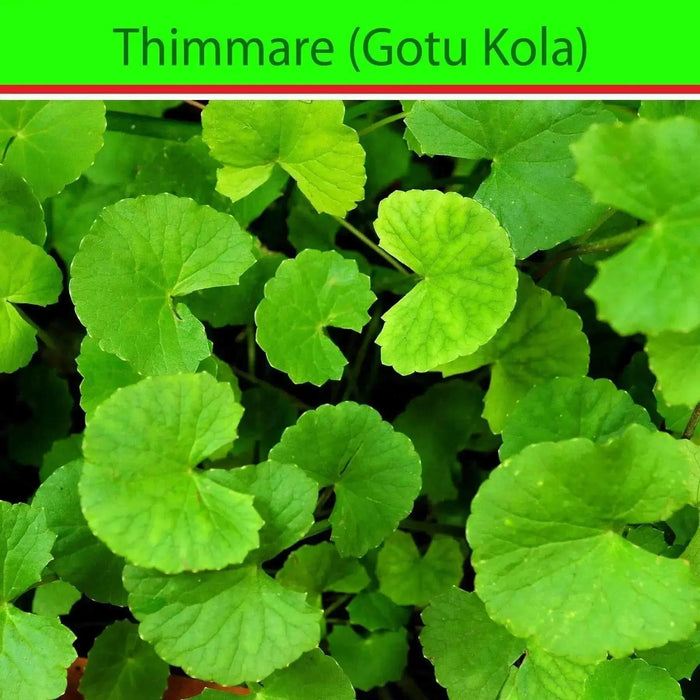 Gotu Kola, Indian Pennywort Seeds, ASIAN  Herb - Caribbean garden seed