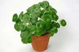 Gotu Kola, Indian Pennywort Seeds, ASIAN  Herb - Caribbean garden seed