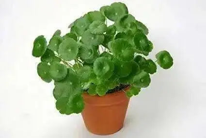 Gotu Kola, Indian Pennywort Seeds, ASIAN  Herb - Caribbean garden seed