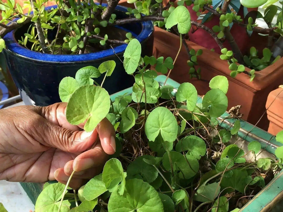 Gotu Kola, Indian Pennywort Seeds, ASIAN  Herb - Caribbean garden seed