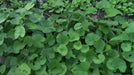 Gotu Kola, Indian Pennywort Seeds, ASIAN  Herb - Caribbean garden seed