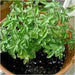 Greek Oregano (STRATER PLANTS) Origanum vulgare hirtum - Caribbean garden seed