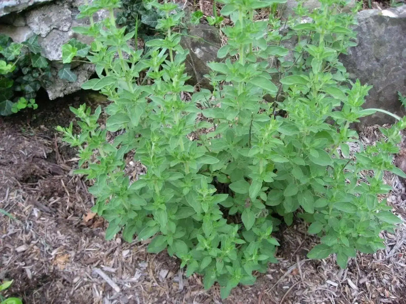 Greek Oregano (STRATER PLANTS) Origanum vulgare hirtum - Caribbean garden seed