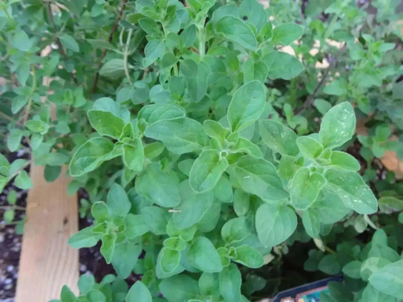Greek Oregano (STRATER PLANTS) Origanum vulgare hirtum - Caribbean garden seed