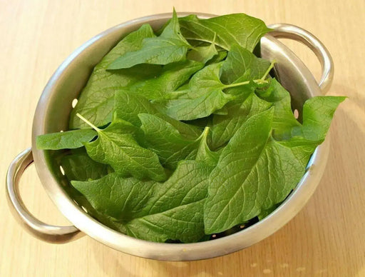 Good King Henry (OG) - Chenopodium bonus-henricus - Culinary/Medicinal, Perennial (hardy in zones 3-9) - Caribbean garden seed