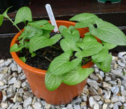 Good King Henry (OG) - Chenopodium bonus-henricus - Culinary/Medicinal, Perennial (hardy in zones 3-9) - Caribbean garden seed
