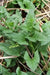 Good King Henry (OG) - Chenopodium bonus-henricus - Culinary/Medicinal, Perennial (hardy in zones 3-9) - Caribbean garden seed