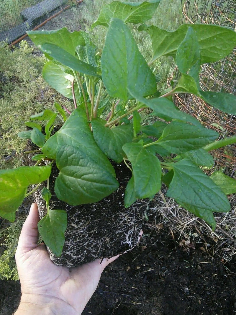 Good King Henry (OG) - Chenopodium bonus-henricus - Culinary/Medicinal, Perennial (hardy in zones 3-9) - Caribbean garden seed