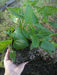 Good King Henry (OG) - Chenopodium bonus-henricus - Culinary/Medicinal, Perennial (hardy in zones 3-9) - Caribbean garden seed