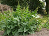 Good King Henry (OG) - Chenopodium bonus-henricus - Culinary/Medicinal, Perennial (hardy in zones 3-9) - Caribbean garden seed