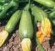 Gray Zucchini',Organic Summer Squash Seeds - 'Heirloom (Open Pollinated) - Caribbean garden seed