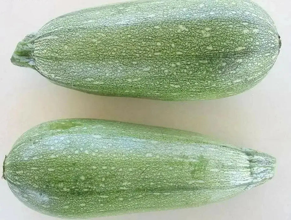 Gray Zucchini',Organic Summer Squash Seeds - 'Heirloom (Open Pollinated) - Caribbean garden seed