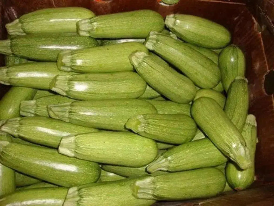 Gray Zucchini',Organic Summer Squash Seeds - 'Heirloom (Open Pollinated) - Caribbean garden seed