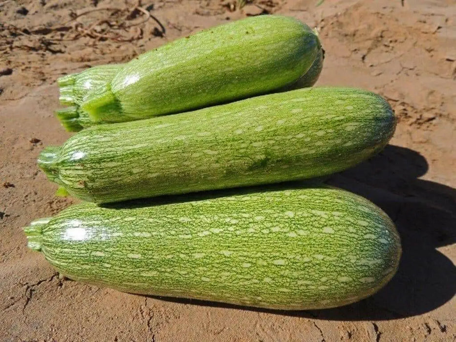 Gray Zucchini',Organic Summer Squash Seeds - 'Heirloom (Open Pollinated) - Caribbean garden seed