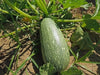 Gray Zucchini',Organic Summer Squash Seeds - 'Heirloom (Open Pollinated) - Caribbean garden seed