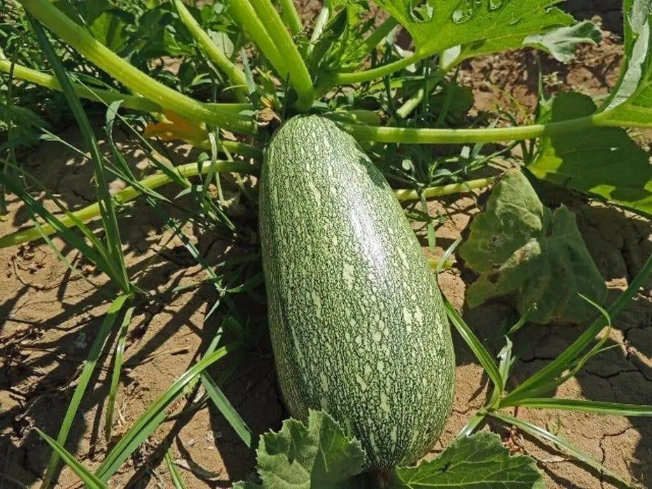 Gray Zucchini',Organic Summer Squash Seeds - 'Heirloom (Open Pollinated) - Caribbean garden seed